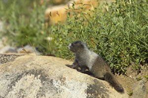 Washington Prints: Hoary Marmot (Marmota caligata) young