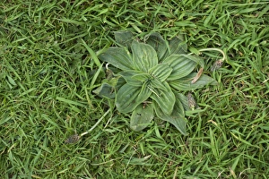 Plantaginaceae Prints: Hoary plantain, Plantago media, a weed in lawn grass
