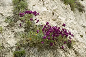 Hoary stock, Matthiola incana, flowering with other vegetation on the cliffs at Beer Beach in Devon