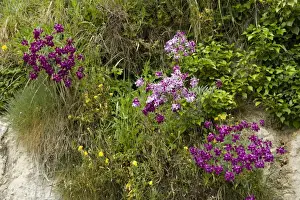 Hoary stock, Matthiola incana, flowering with other vegetation on the cliffs at Beer Beach in Devon