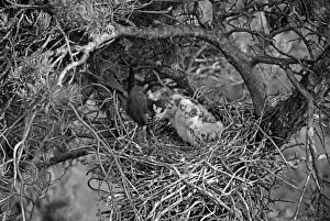 Eric Prints: Hobby at nest Camberley. Taken by Eric Hosking in 1945