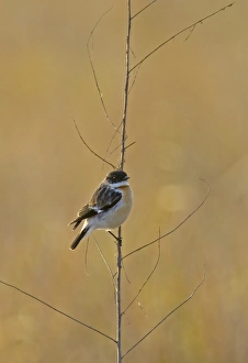 Winters Prints: Hodgson's Bushchat (Saxicola insignis) adult male