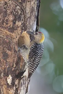 Wood Pecker Prints: Hoffmann's Woodpecker (Melanerpes hoffmannii) adult male