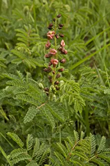 South Africa Prints: Hoffmanseggia (Hoffmanseggia sandersonii) flowering