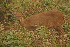 Fawns Prints: Hog Deer (Axis porcinus porcinus) adult female with young fawn