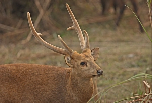 Antlers Prints: Hog Deer (Axis porcinus porcinus) adult male