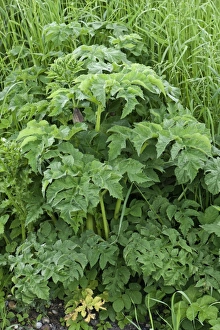 Waste Prints: Hogweed, Heracleum sphondylium, bold garden weed growing on waste ground