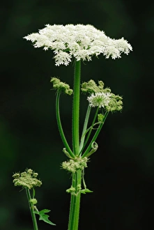 Somerset Prints: Hogweed (Heracleum sphondylium) flowering