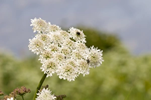 Hogweed (Heracleum sphondylium) flowering, with insects feeding on umbel, Crossness Nature Reserve, Bexley, Kent