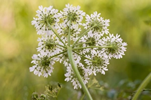 Hogweed (Heracleum sphondylium) flowering, underside of umbel, Crossness Nature Reserve, Bexley, Kent, England, june
