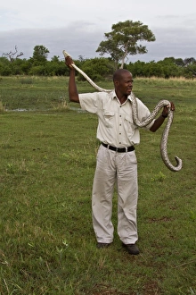 Holding an African Rock Python - Okavango Delta