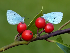 Hollies Prints: Holly Blue (Celastrina argiolus) two adults