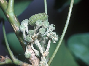Caterpillar Prints: Holly Blue (Celastrina argiolus) larva