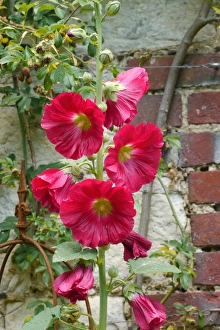 Sussex Prints: Hollyhock (Alcea sp. ) flowering, growing against wall in garden, West Sussex, july