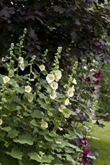 Ontario Prints: Hollyhock (Alcea sp. ) flowering, growing in garden, Ottawa, Ontario, Canada, July