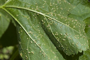 Leaves Prints: Hollyhock rust, Puccinia malvacearum
