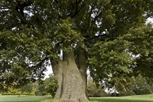 Boles Prints: Holm Oak (Quercus ilex) habit, Dorest, England, October