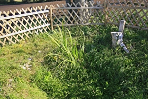 Springs Prints: Holy well or sacred spring, St. Marys Well, Hinderclay, Suffolk, England, september