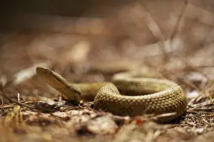 Floor Prints: Honduran Montane Pitviper (Cerrophidion wilsoni) adult female, in cloudforest, Cusuco N. P
