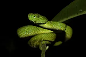Honduran Palm-pitviper (Bothriechis marchi) juvenile, coiled on leaf stem, in cloudforest, Cusuco N. P