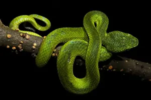 Honduran Palm-pitviper (Bothriechis marchi) juvenile, coiled on branch, in cloudforest, Cusuco N. P