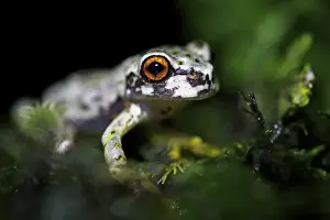 Tree Frog Prints: Honduras Spikethumb Frog (Plectrohyla dasypus) adult