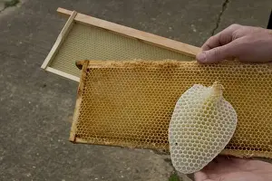 Mellifera Prints: Honey bee hive wax frames, furthest has a new wax foundation