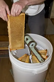 The honey comb frames are placed into a spinning drum and then spun at high speed to separate the honey from the comb