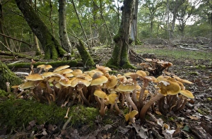 Honey Fungus (Armillaria mellea) fruiting bodies, clumps growing on logs in old broad-leaved woodland habitat, Wiltshire, England, september