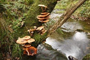 Honey Fungus (Armillaria mellea) fruiting bodies, growing on Oak (Quercus sp. ) trunk beside stream, Powys, Wales, october