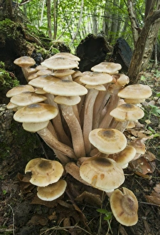 Honey Fungus (Armillaria mellea) fruiting bodies, cluster growing on Common Ash (Fraxinus excelsior) stump in woodland
