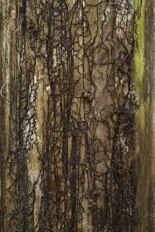 Fungi Prints: Honey Fungus (Armillaria mellea) rhizomorphs or bootlaces where bark has fallen from trunk of dead tree