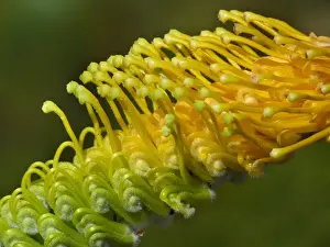 Grevillea Prints: Honey Grevillea (Grevillea eriostachya) close-up of flowerspike