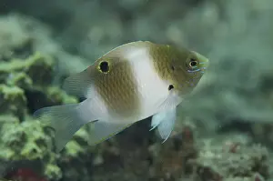 Lembeh Prints: Honey-head Damsel (Dischistodus prosopotaenia) juvenile