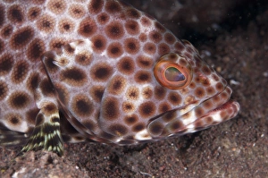 Groupers Prints: Honeycomb Grouper (Epinephelus merra) adult