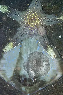 Muck Prints: Honeycomb Starfish (Pentaceraster alveolatus) adult
