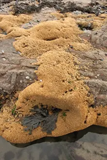 Tubes Prints: Honeycomb Worm (Sabellaria alveolata) tube reef colony