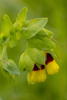 Sardinian Prints: Honeywort (Cerinthe major) close-up of flowers, Sardinia, Italy, April
