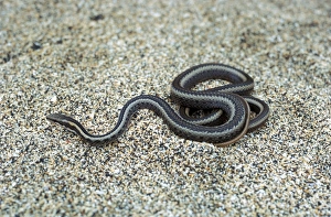 Hood Prints: Hood Racer - Galapagos Islands