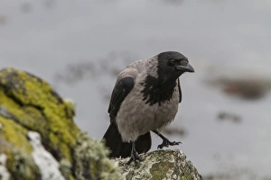 Crow Prints: Hooded Crow