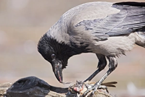 Central Europe Prints: Hooded Crow (Corvus cornix) adult, feeding on bird carcass, Hortobagy N. P. Hungary, April