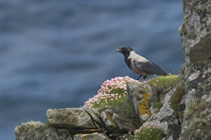 Thrift Prints: Hooded Crow (Corvus corone cornix) adult