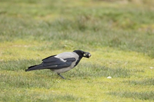 Hooded Crow (Corvus corone cornix) adult, feeding on mussel, Unst, Shetland Islands, Scotland, June