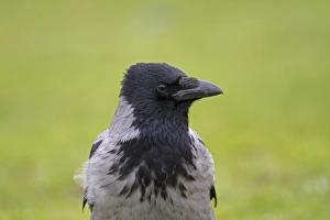Hooded Crow (Corvus corone cornix) adult, close-up of head and breast, Northern Ireland, February