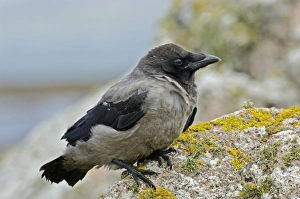 Hooded Crow (Corvus corone cornix) juvenile, perched on rock, Tiree, Inner Hebrides, Scotland, summer