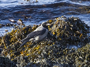 Crow Prints: Hooded Crow feeding amongst seaweed on the sea shore