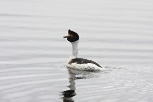 Hooded Grebe (Podiceps gallardoi) adult, swimming and calling to partner, Strobel Plateau, Santa Cruz, Argentina, november