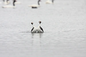 Hooded Grebe (Podiceps gallardoi) adult pair, displaying (only known photograph of display), with Black-necked Swans (Cygnus melanocoryphus) in background, Strobel Plateau, Santa Cruz, Argentina, november
