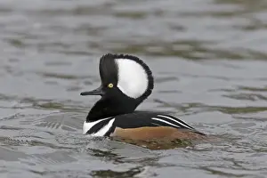 Hooded Merganser (Lophodytes cucullatus) adult male, with raised crest, swimming, Pensthorpe Nature Reserve