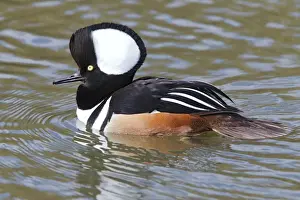 Drakes Prints: Hooded Merganser (Lophodytes cucullatus) adult male, with crest raised, swimming (captive)